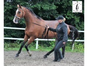 2016 Odin boost galop a d hand